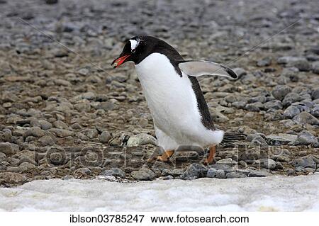 "Gentoo Penguins (Pygoscelis papua), adult, walking with nesting material, Half Moon Island, Antarctica" View Large Photo Image Stock Photo - "Gentoo Penguins (Pygoscelis papua), adult, walking with nesting material, Half Moon Island, Antarctica". Fotosearch