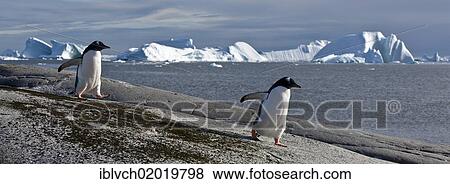 "Gentoo Penguins (Pygoscelis papua), Antarctic Region, Antarctica" View Large Photo Image Stock Photo - "Gentoo Penguins (Pygoscelis papua), Antarctic Region, Antarctica". Fotosearch