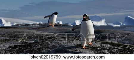 "Gentoo Penguins (Pygoscelis papua), Antarctic Region, Antarctica" View Large Photo Image Stock Photo - "Gentoo Penguins (Pygoscelis papua), Antarctic Region, Antarctica". Fotosearch