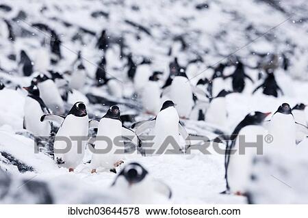 "Gentoo penguins (Pygoscelis papua), Antarctic Peninsula, Antarctica" View Large Photo Image Stock Photo - "Gentoo penguins (Pygoscelis papua), Antarctic Peninsula, Antarctica". Fotosearch