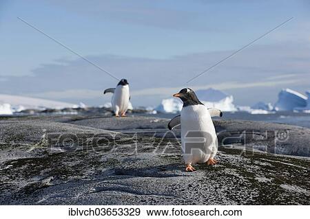 "Gentoo Penguins (Pygoscelis papua), icebergs, Antarctica" View Large Photo Image Stock Photo - "Gentoo Penguins (Pygoscelis papua), icebergs, Antarctica". Fotosearch