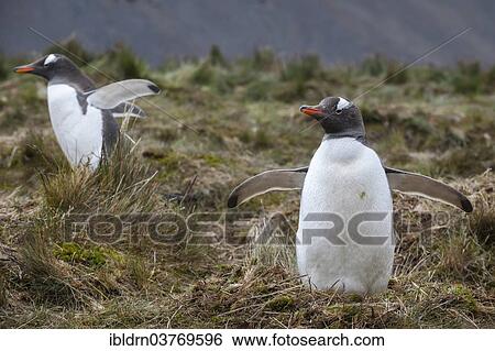 "Gentoo Penguins (Pygoscelis papua), Grytviken, South Georgia and the South Sandwich Islands, United Kingdom, Antarctica" View Large Photo Image Stock Photograph - "Gentoo Penguins (Pygoscelis papua), Grytviken, South Georgia and the South Sandwich Islands, United Kingdom, Antarctica". Fotosearch
