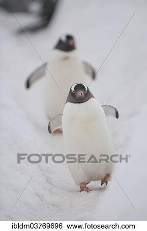 "Gentoo penguins (Pygoscelis papua), Walker Bay, Livingston Island, South Shetland Islands, Antarctica" View Large Photo Image Stock Photograph - "Gentoo penguins (Pygoscelis papua), Walker Bay, Livingston Island, South Shetland Islands, Antarctica". Fotosearch