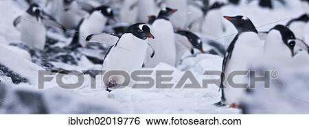 "Gentoo Penguins (Pygoscelis papua), colony, Antarctic Region, Antarctica" View Large Photo Image Stock Photograph - "Gentoo Penguins (Pygoscelis papua), colony, Antarctic Region, Antarctica". Fotosearch