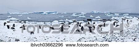 "Gentoo Penguins (Pygoscelis papua), ice, icebergs, Antarctica" View Large Photo Image Stock Photograph - "Gentoo Penguins (Pygoscelis papua), ice, icebergs, Antarctica". Fotosearch