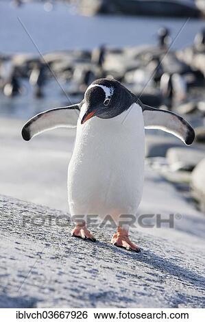 "Gentoo Penguins (Pygoscelis papua), Antarctica" View Large Photo Image Stock Photograph - "Gentoo Penguins (Pygoscelis papua), Antarctica". Fotosearch