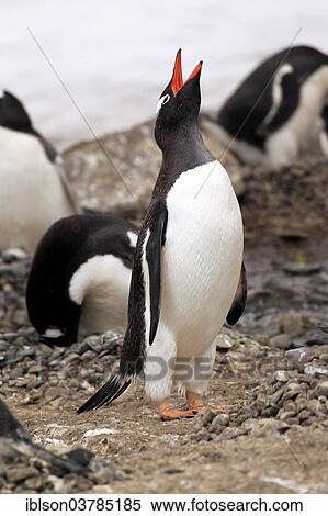 "Gentoo Penguins (Pygoscelis papua), adult calling, Half Moon Island, Antarctica" View Large Photo Image Stock Photography - "Gentoo Penguins (Pygoscelis papua), adult calling, Half Moon Island, Antarctica". Fotosearch