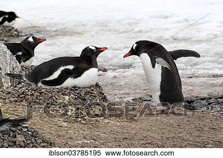 Stock Photography - "Gentoo Penguins (Pygoscelis papua), adult, pair, nest, brooding, Half Moon Island, Antarctica". Fotosearch