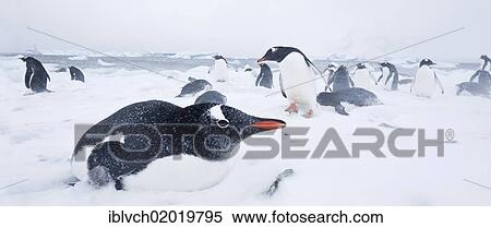 "Gentoo Penguins (Pygoscelis papua), colony, Antarctic Region, Antarctica" View Large Photo Image Stock Photography - "Gentoo Penguins (Pygoscelis papua), colony, Antarctic Region, Antarctica". Fotosearch
