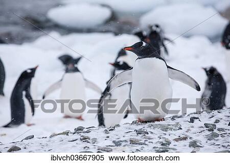 Stock Photography - "Gentoo Penguins (Pygoscelis papua), Antarctica". Fotosearch