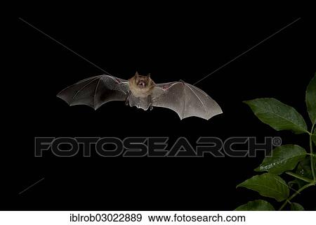 Stock Photo - "Geoffroy's Bat (Myotis emarginatus) in flight, North Bulgaria, Bulgaria, Europe". Fotosearch