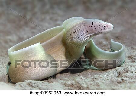 "Geometric moray (Gymnothorax griseus), on sandy bottom, Makadi Bay, Red Sea, Hurghada, Egypt, Africa" View Large Photo Image Stock Image - "Geometric moray (Gymnothorax griseus), on sandy bottom, Makadi Bay, Red Sea, Hurghada, Egypt, Africa". Fotosearch