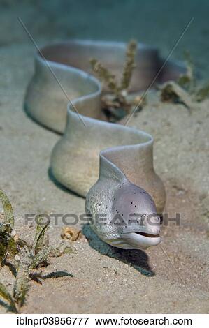 "Geometric moray (Gymnothorax griseus), Makadi Bay, Red Sea, Hurghada, Egypt, Africa" View Large Photo Image Stock Photo - "Geometric moray (Gymnothorax griseus), Makadi Bay, Red Sea, Hurghada, Egypt, Africa". Fotosearch
