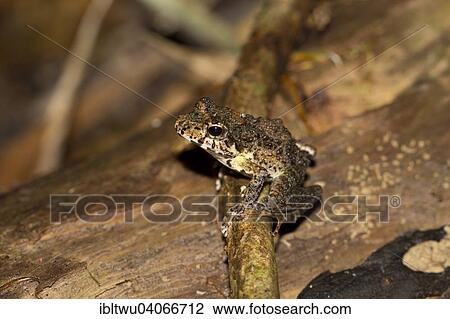 "Gephyromantis frog (Gephyromantis ssp. ), Nosy Mangabe, northeastern Madagascar, Madagascar, Africa" View Large Photo Image Stock Image - "Gephyromantis frog (Gephyromantis ssp. ), Nosy Mangabe, northeastern Madagascar, Madagascar, Africa". Fotosearch