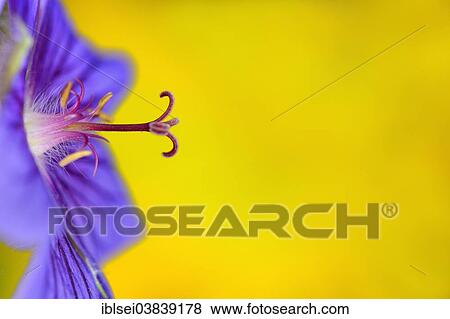 Stock Photo - Geranium flower (Geranium). Fotosearch