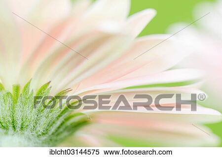 Stock Photography - "Gerbera (Gerbera jamesonii), detail of flower, North Rhine-Westphalia, Germany, Europe". Fotosearch