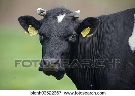 Stock Photo - "German Black Pied Cattle (Bos primigenius taurus), Niederlangen, Emsland, Lower Saxony, Germany, Europe". Fotosearch