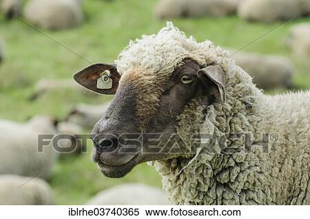 "German Blackheaded Mutton, portrait, Hamburg, Germany, Europe" View Large Photo Image Stock Photography - "German Blackheaded Mutton, portrait, Hamburg, Germany, Europe". Fotosearch