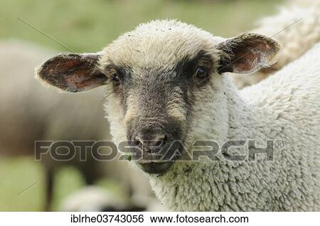 "German Blackheaded Mutton sheep, young, lamb, portrait, Hamburg, Germany, Europe" View Large Photo Image Stock Photograph - "German Blackheaded Mutton sheep, young, lamb, portrait, Hamburg, Germany, Europe". Fotosearch