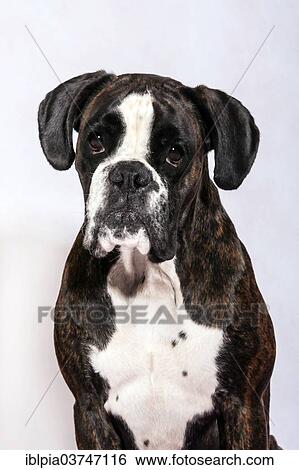 "German Boxer, dark brindle" View Large Photo Image Stock Photograph - "German Boxer, dark brindle". Fotosearch