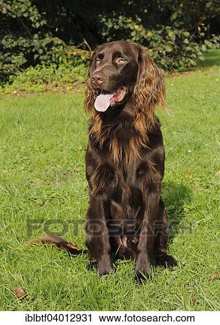 "German Longhaired Pointer, male dog, 3 years" View Large Photo Image Stock Image - "German Longhaired Pointer, male dog, 3 years". Fotosearch