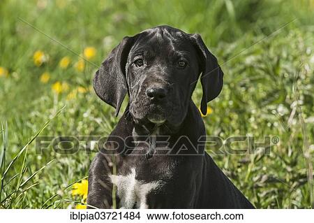 "German Mastiff, puppy, black, on meadow" View Large Photo Image Picture - "German Mastiff, puppy, black, on meadow". Fotosearch
