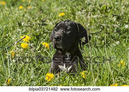 "German Mastiff, puppy, black, on meadow" View Large Photo Image Stock Image - "German Mastiff, puppy, black, on meadow". Fotosearch