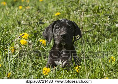 "German Mastiff, puppy, black, on meadow" View Large Photo Image Stock Image - "German Mastiff, puppy, black, on meadow". Fotosearch