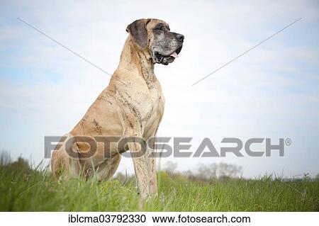 "German mastiff, yellow brindle, sitting" View Large Photo Image Stock Image - "German mastiff, yellow brindle, sitting". Fotosearch