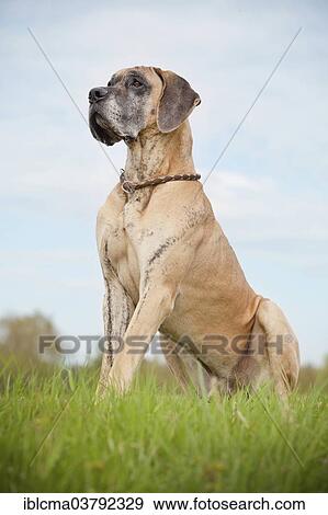 "German mastiff, yellow brindle, sitting" View Large Photo Image Stock Photo - "German mastiff, yellow brindle, sitting". Fotosearch