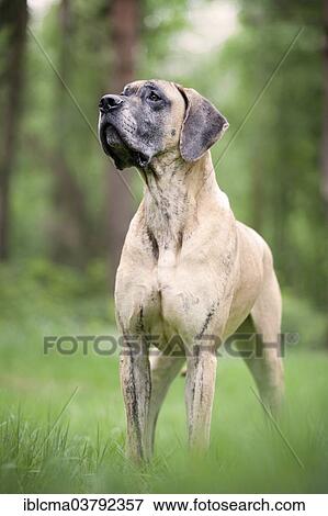 "German mastiff, yellow brindle, standing" View Large Photo Image Stock Photo - "German mastiff, yellow brindle, standing". Fotosearch