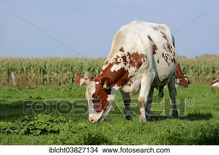 Picture - "German red and white Holstein cattle (Bos primigenius taurus), cow grazing on a pasture, North Rhine-Westphalia, Germany, Europe". Fotosearch