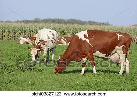 "German red and white Holstein cattle (Bos primigenius taurus), cows grazing on a pasture, North Rhine-Westphalia, Germany, Europe" View Large Photo Image Stock Image - "German red and white Holstein cattle (Bos primigenius taurus), cows grazing on a pasture, North Rhine-Westphalia, Germany, Europe". Fotosearch