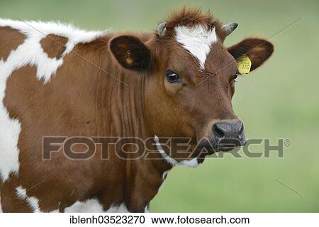 "German Red Pied Cattle (Bos primigenius taurus), Niederlangen, Emsland, Lower Saxony, Germany, Europe" View Large Photo Image Stock Image - "German Red Pied Cattle (Bos primigenius taurus), Niederlangen, Emsland, Lower Saxony, Germany, Europe". Fotosearch