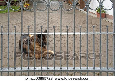 "German Shepherd, Alsation, lying behind the bars of a gated entrance, Thuisbrunn, Upper Franconia, Bavaria, Germany, Europe" View Large Photo Image Stock Photo - "German Shepherd, Alsation, lying behind the bars of a gated entrance, Thuisbrunn, Upper Franconia, Bavaria, Germany, Europe". Fotosearch