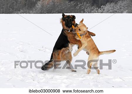 "German Shepherd and a Labrador romping in the snow, Spraitbach, Schwabisch Gmund, Baden-Wurttemberg, Germany, Europe" View Large Photo Image Stock Photo - "German Shepherd and a Labrador romping in the snow, Spraitbach, Schwabisch Gmund, Baden-Wurttemberg, Germany, Europe". Fotosearch
