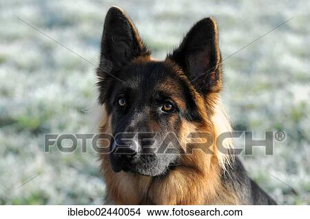"German Shepherd Dog, 12 months, portrait" View Large Photo Image Picture - "German Shepherd Dog, 12 months, portrait". Fotosearch