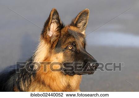 "German Shepherd Dog, 12 months, portrait" View Large Photo Image Stock Image - "German Shepherd Dog, 12 months, portrait". Fotosearch