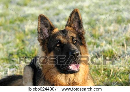 "German Shepherd Dog, 12 months, portrait" View Large Photo Image Stock Image - "German Shepherd Dog, 12 months, portrait". Fotosearch