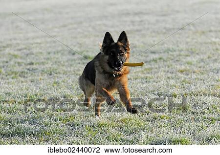 "German Shepherd Dog, 12 months, running" View Large Photo Image Stock Image - "German Shepherd Dog, 12 months, running". Fotosearch