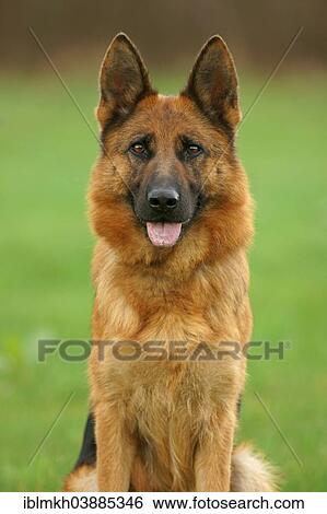 "German Shepherd Dog, Germany, Europe" View Large Photo Image Stock Photograph - "German Shepherd Dog, Germany, Europe". Fotosearch