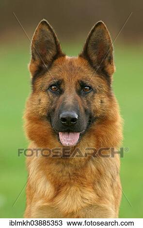 "German Shepherd Dog, portrait, Germany, Europe" View Large Photo Image Stock Image - "German Shepherd Dog, portrait, Germany, Europe". Fotosearch