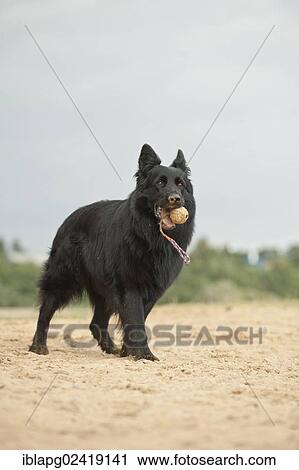 German Shepherd fetching a ball View Large Photo Image Stock Image - German Shepherd fetching a ball. Fotosearch