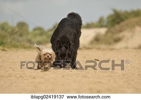 German Shepherd following a Bolonka Zwetna or Coloured Lapdog View Large Photo Image Stock Photo - German Shepherd following a Bolonka Zwetna or Coloured Lapdog. Fotosearch