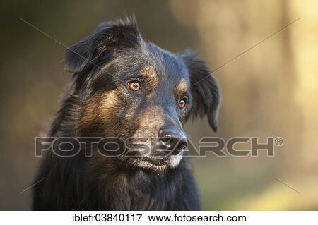"German Shepherd half breed, portrait, Austria, Europe" View Large Photo Image Stock Photo - "German Shepherd half breed, portrait, Austria, Europe". Fotosearch