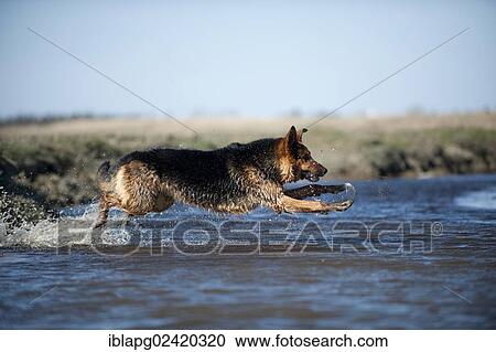 Stock Image - German Shepherd jumping into water. Fotosearch
