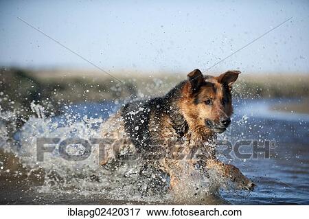 German Shepherd jumping into water View Large Photo Image Stock Photo - German Shepherd jumping into water. Fotosearch