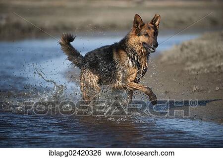 Stock Photograph - German Shepherd jumping into water. Fotosearch