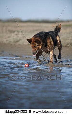 German Shepherd jumping into water View Large Photo Image Stock Photography - German Shepherd jumping into water. Fotosearch