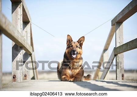 German Shepherd lying on a bridge View Large Photo Image Stock Image - German Shepherd lying on a bridge. Fotosearch
